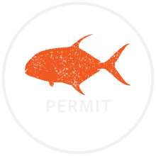 permit fish icon
